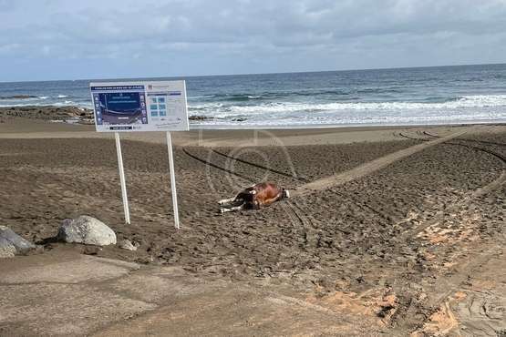 Aparece el cadáver de un ejemplar de ganado vacuno de más de 500 kilos en la playa del Hombre (Telde